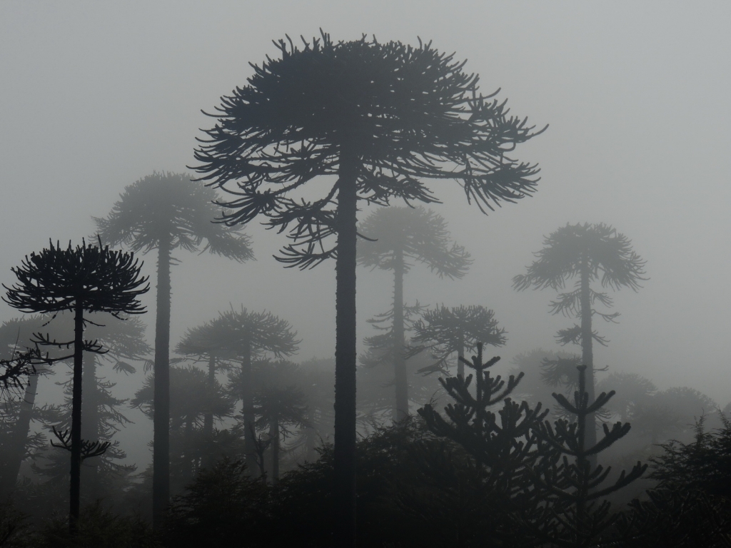 Araucaria araucana
