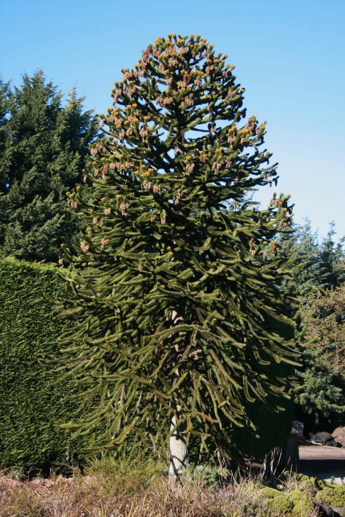 Araucaria araucana