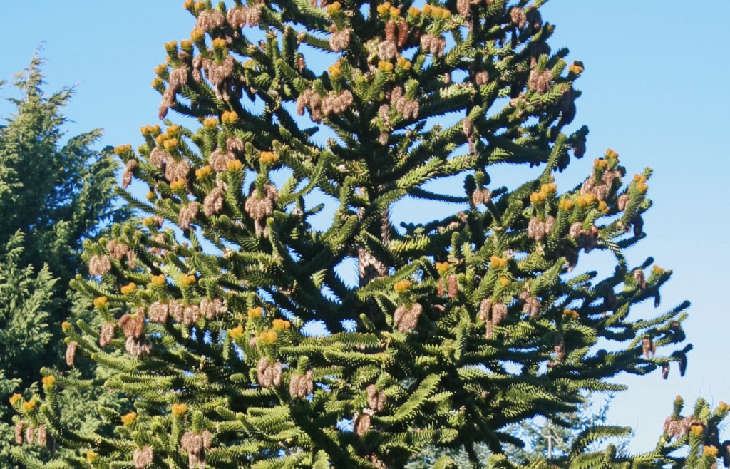 Araucaria araucana