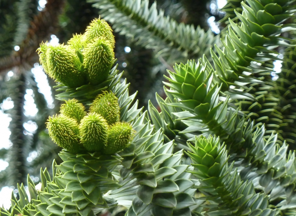 Araucaria araucana