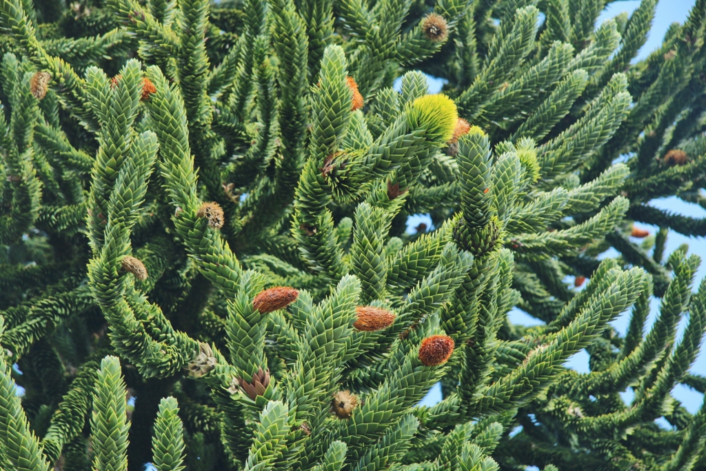 Araucaria araucana