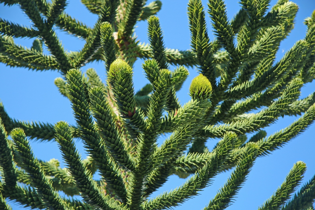 Araucaria araucana