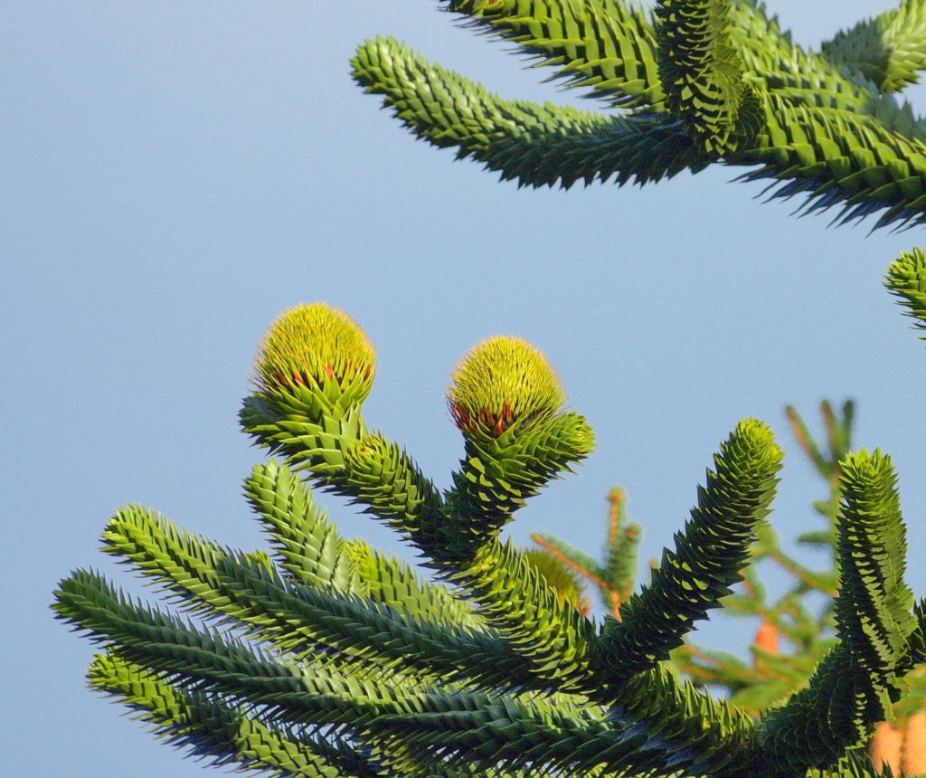 Araucaria araucana
