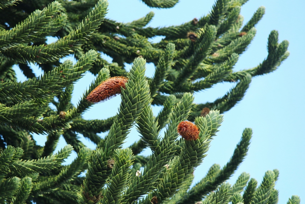 Araucaria araucana