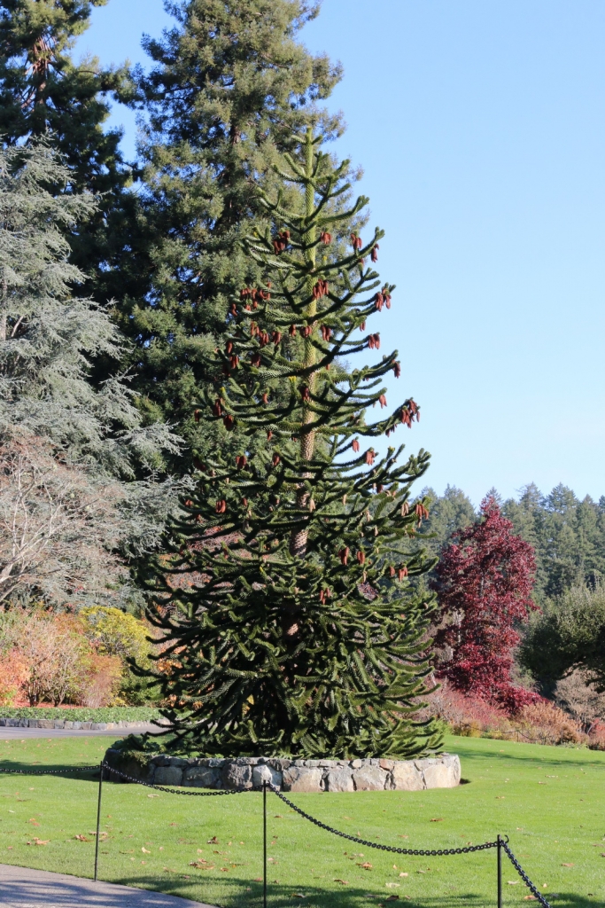 Araucaria araucana