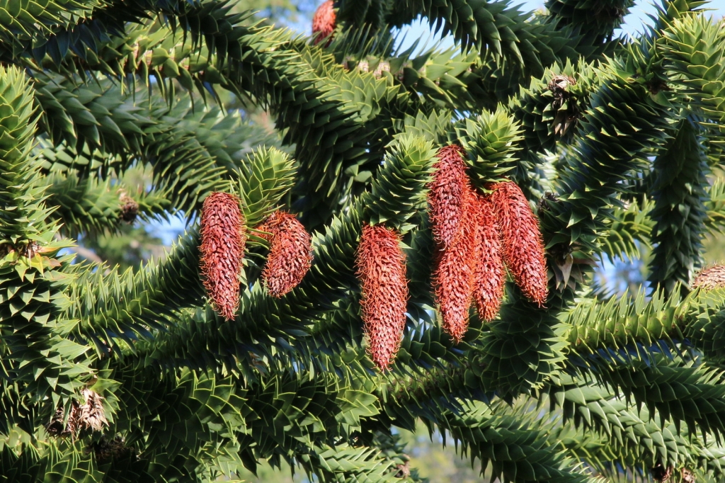 Araucaria araucana