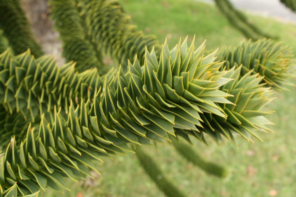 Araucaria araucana