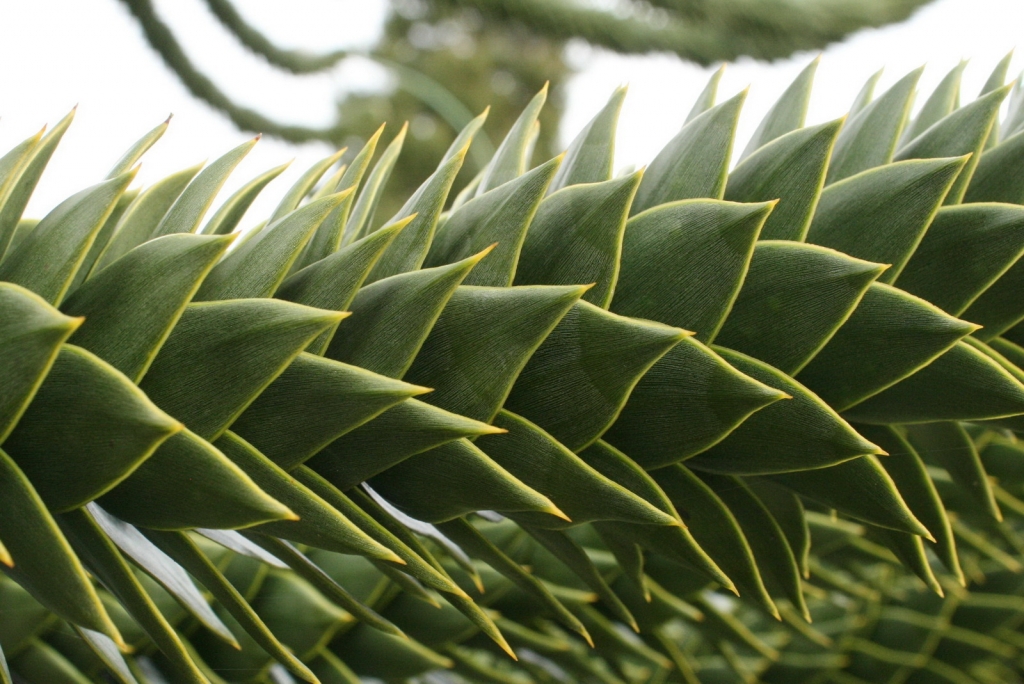 Araucaria araucana