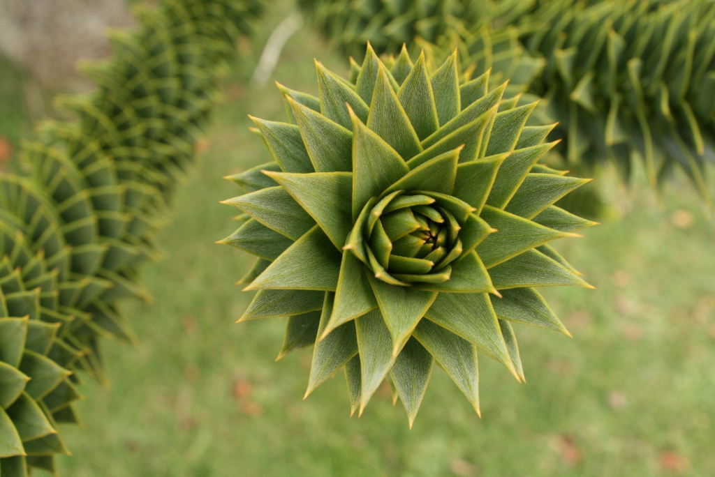 Araucaria araucana