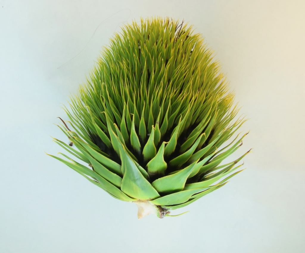 Araucaria araucana