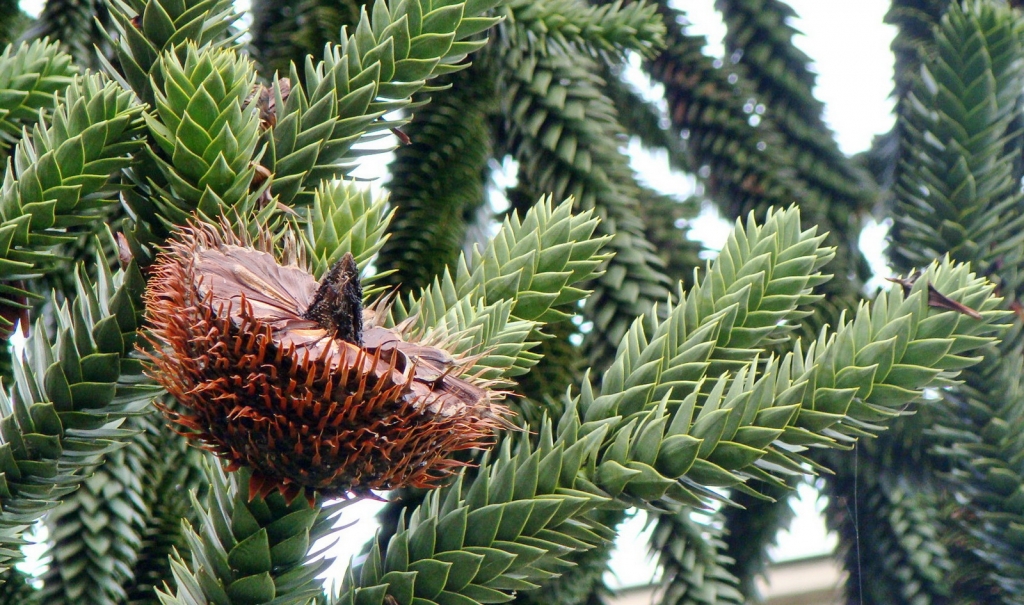 Araucaria araucana