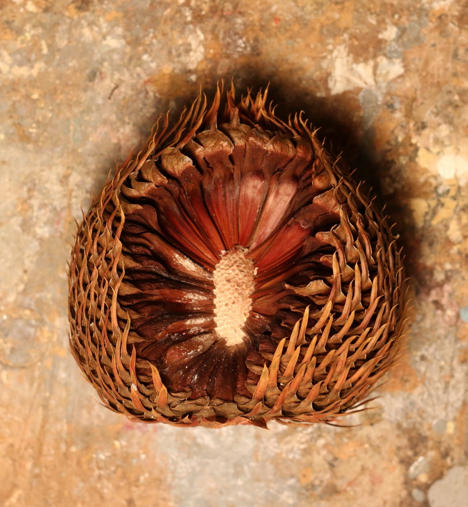 Araucaria araucana