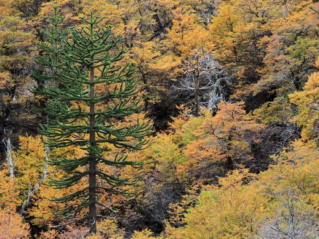Araucaria araucana