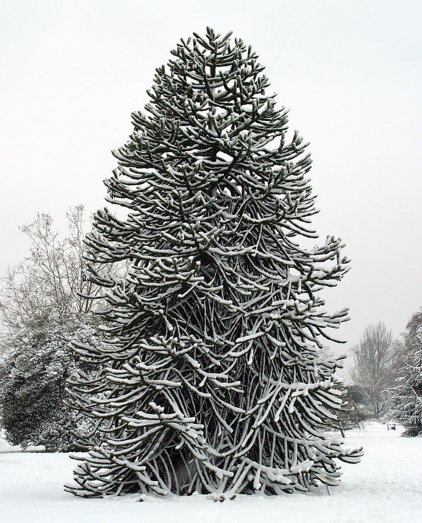 Araucaria araucana
