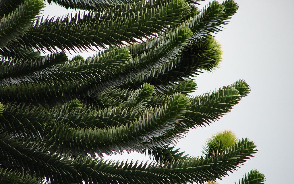 Araucaria araucana