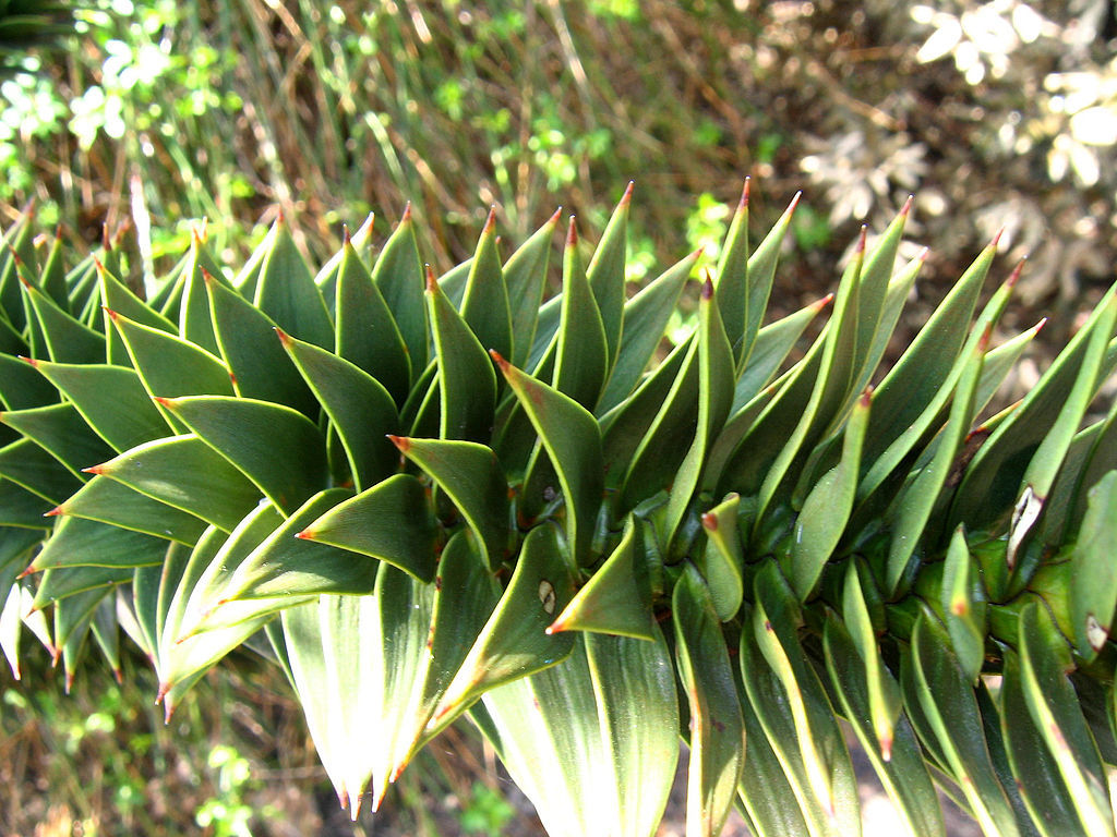 Araucaria araucana
