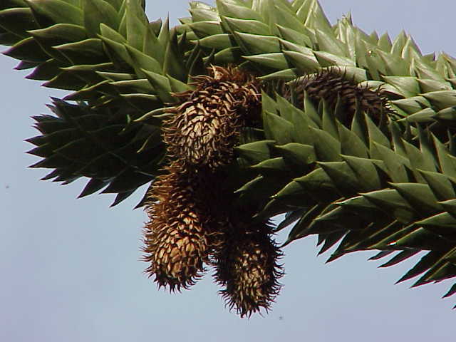 Araucaria araucana