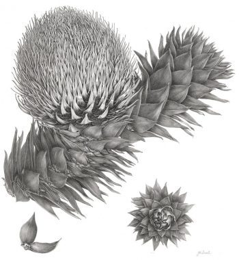 Araucaria araucana