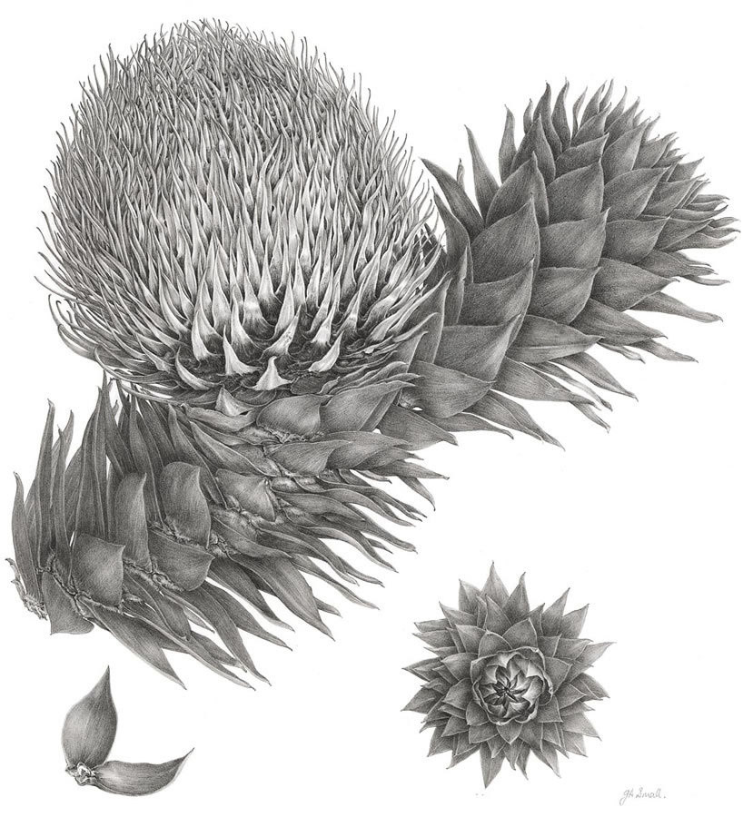Araucaria araucana