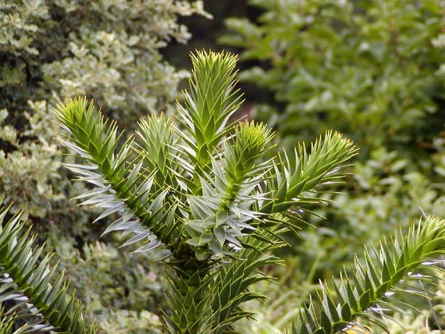 Araucaria araucana