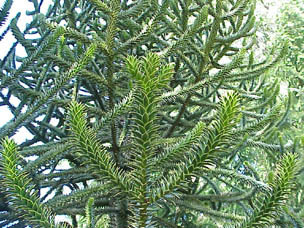 Araucaria araucana