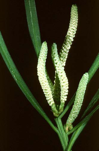 Podocarpus angustifolius
