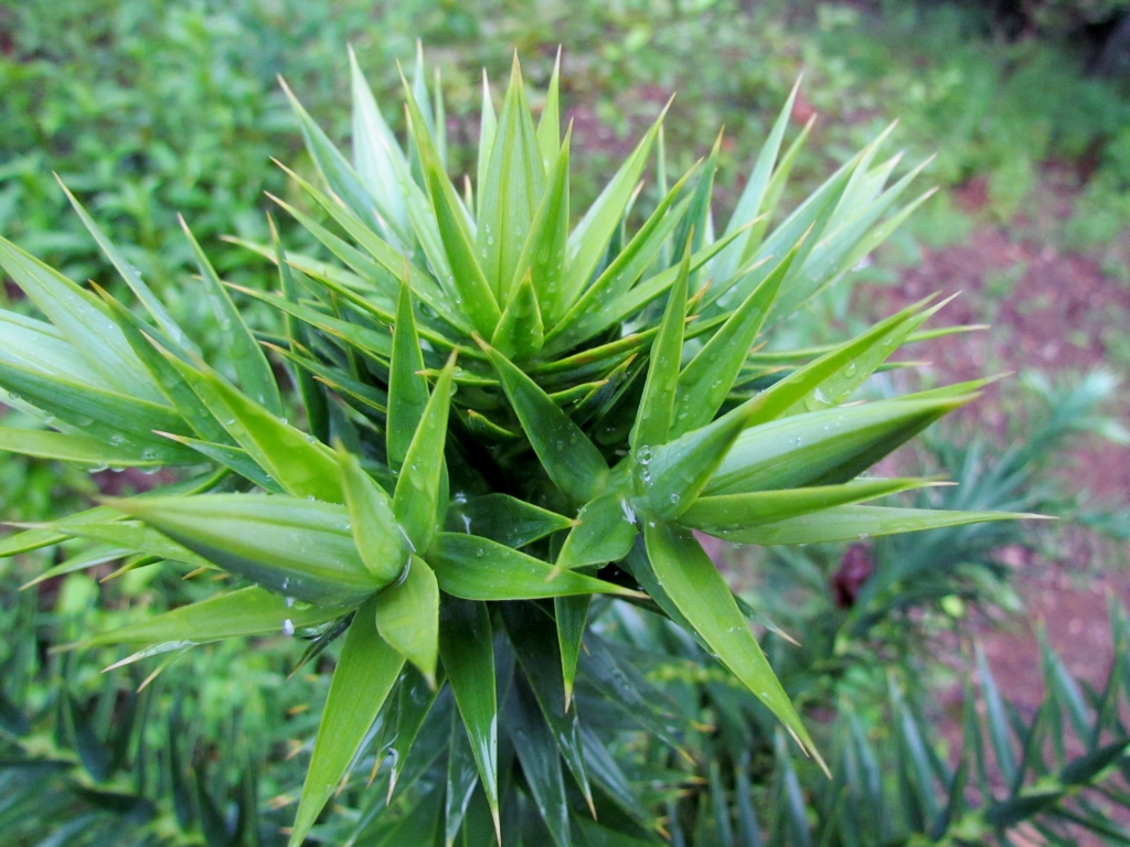 Araucaria angustifolia