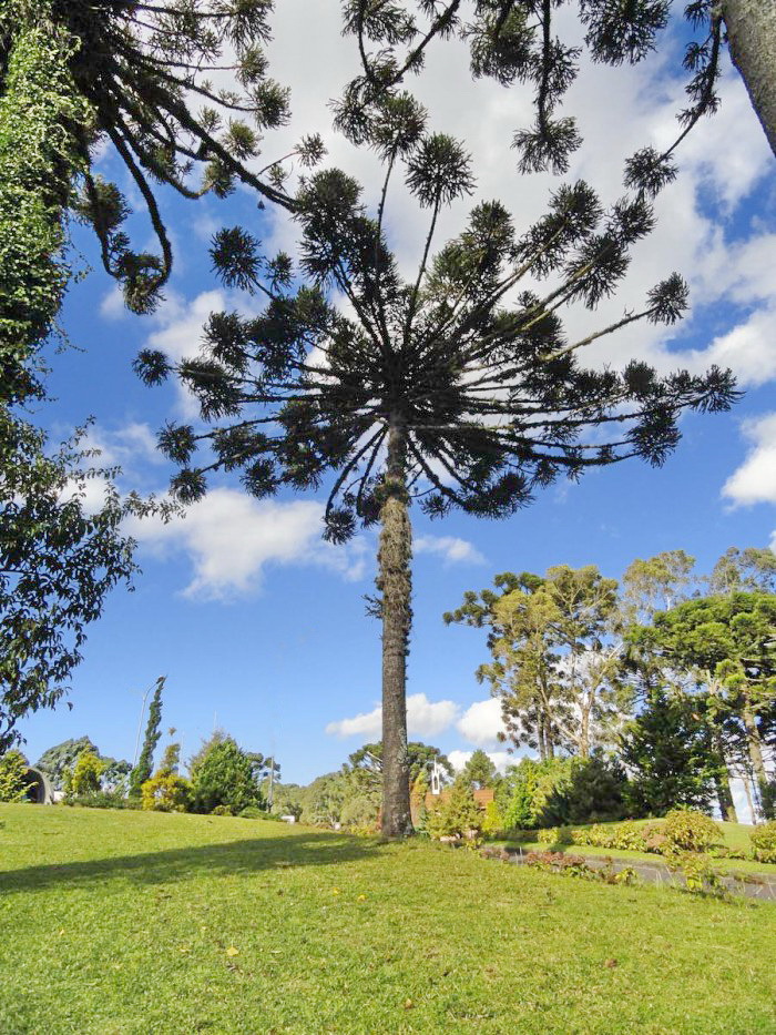 Araucaria angustifolia