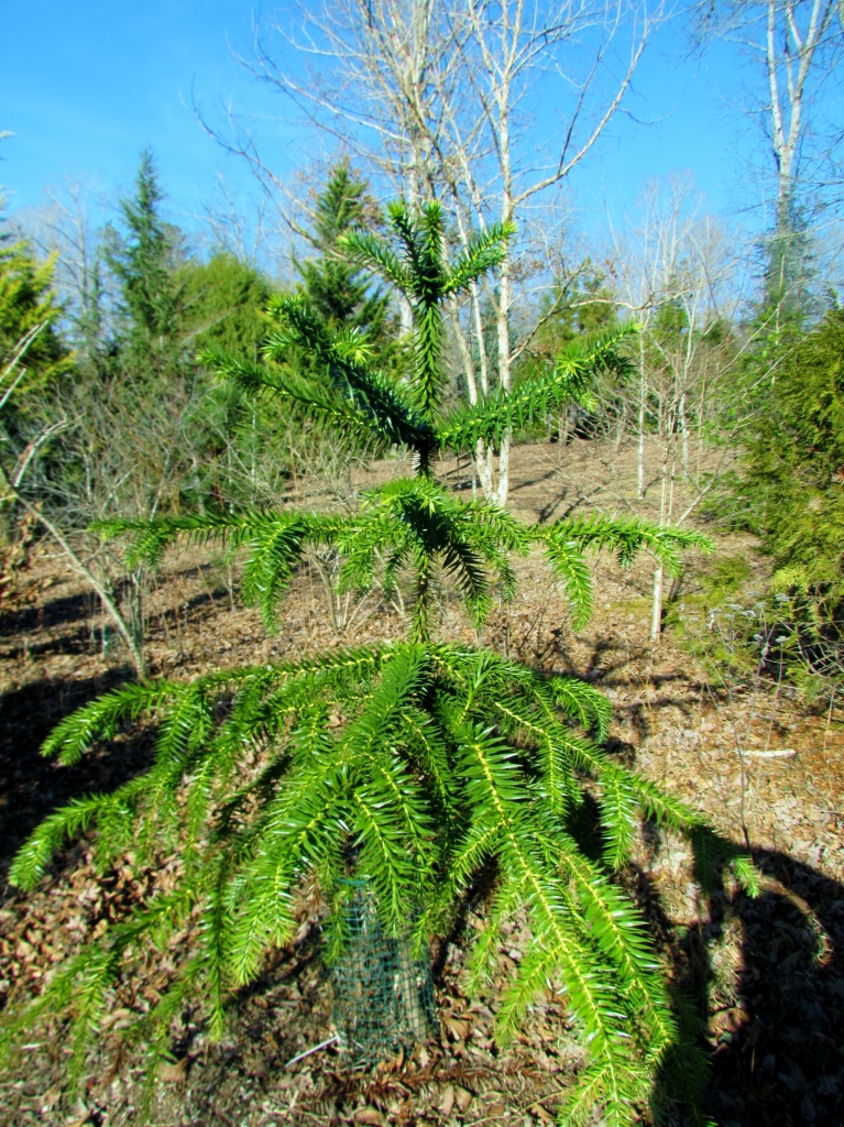 Araucaria angustifolia