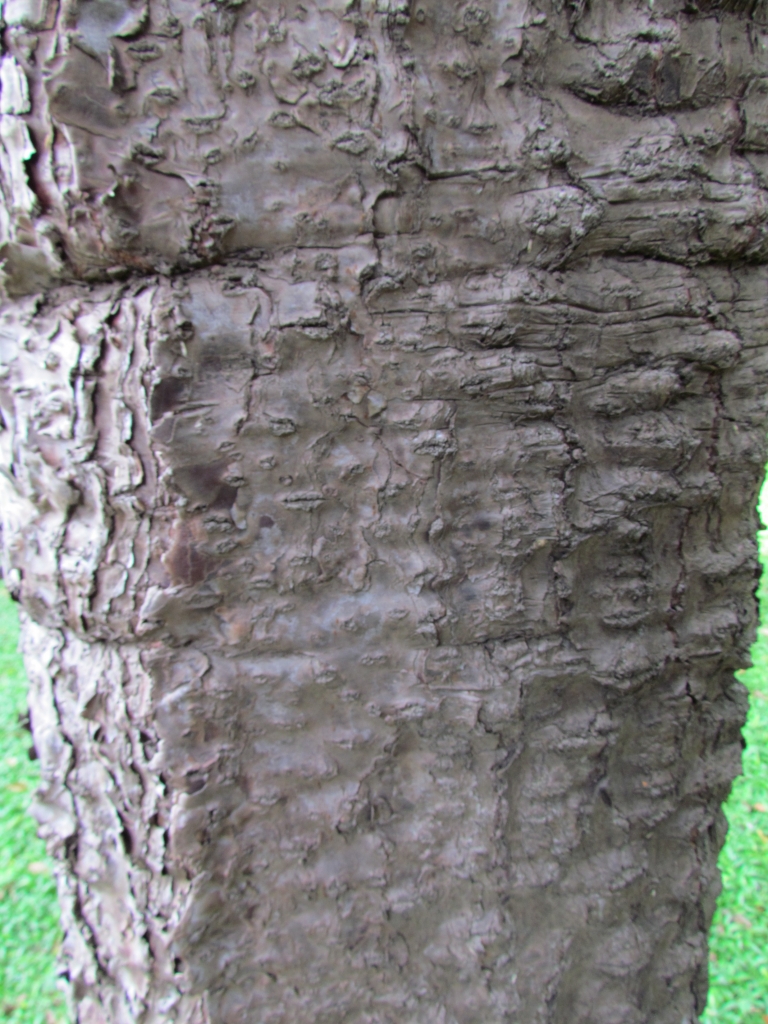 Araucaria angustifolia