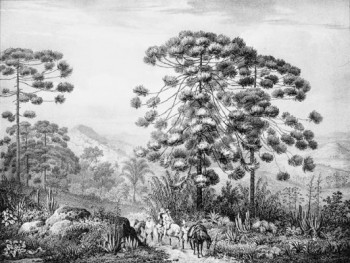 Araucaria angustifolia