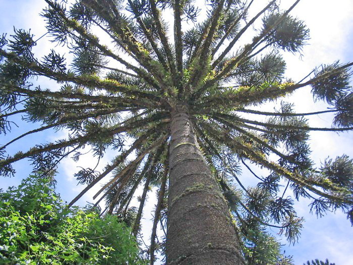 Araucaria angustifolia