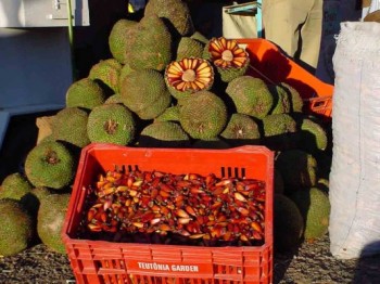 Araucaria angustifolia