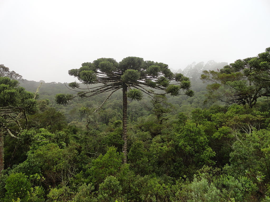 Araucaria angustifolia