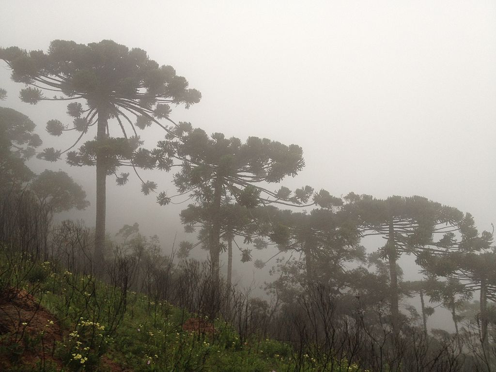 Araucaria angustifolia