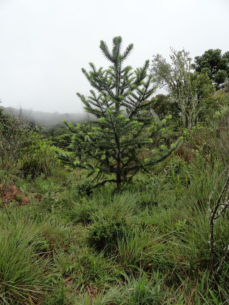 Araucaria angustifolia