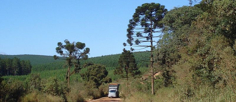 Araucaria angustifolia