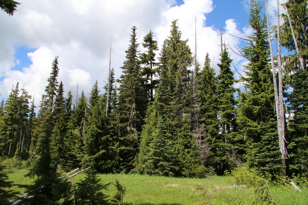 Abies amabilis