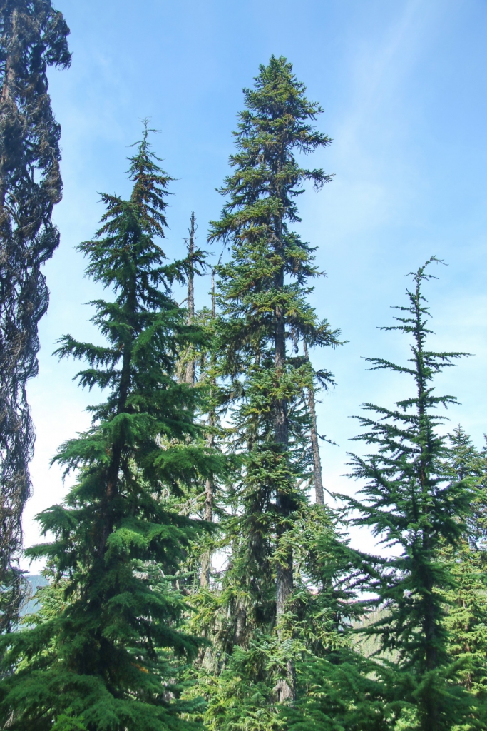 Abies amabilis