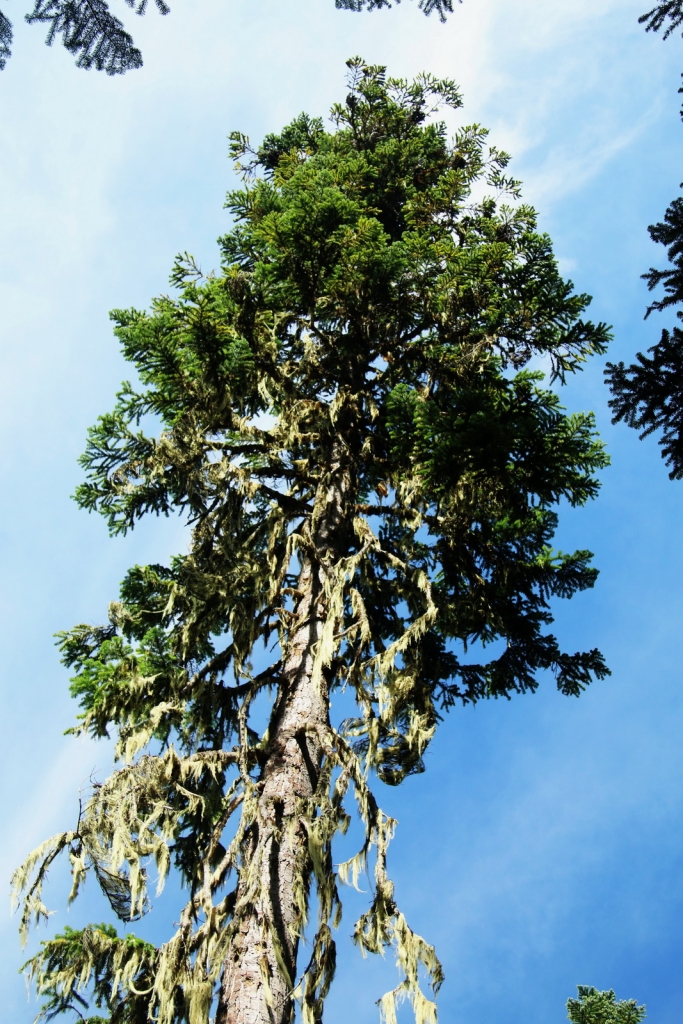 Abies amabilis