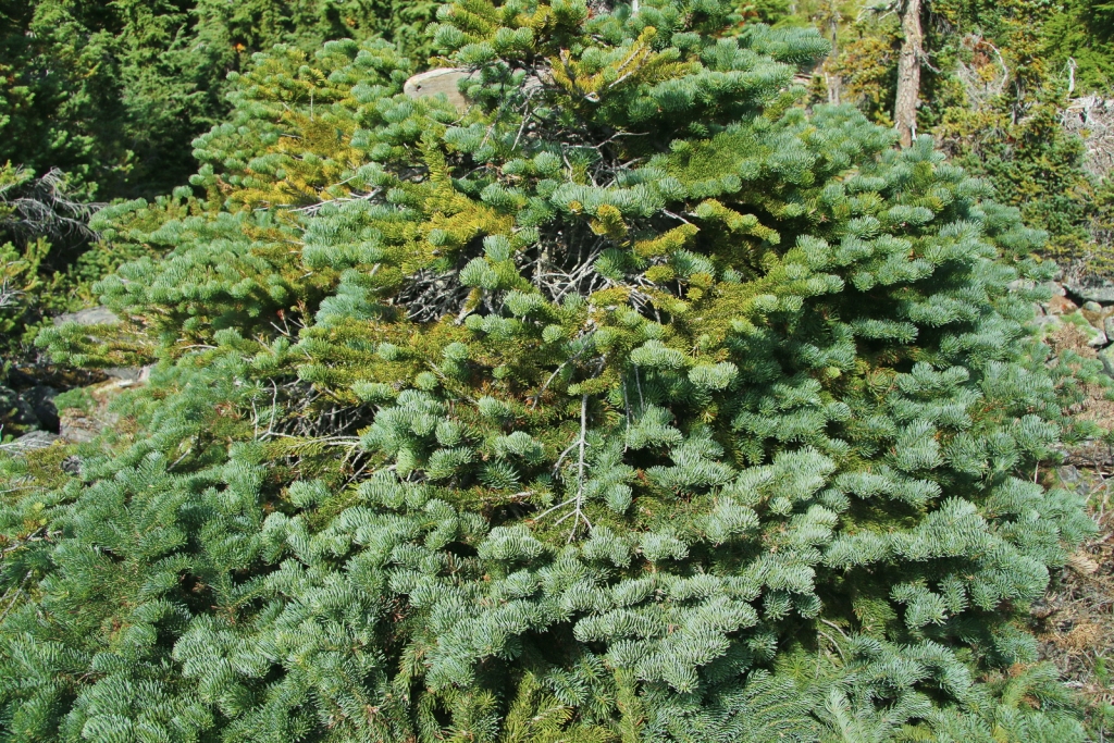 Abies amabilis