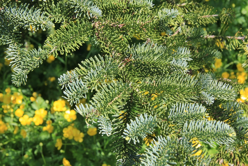 Abies amabilis