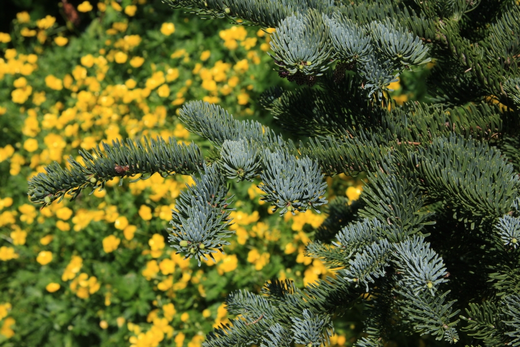 Abies amabilis