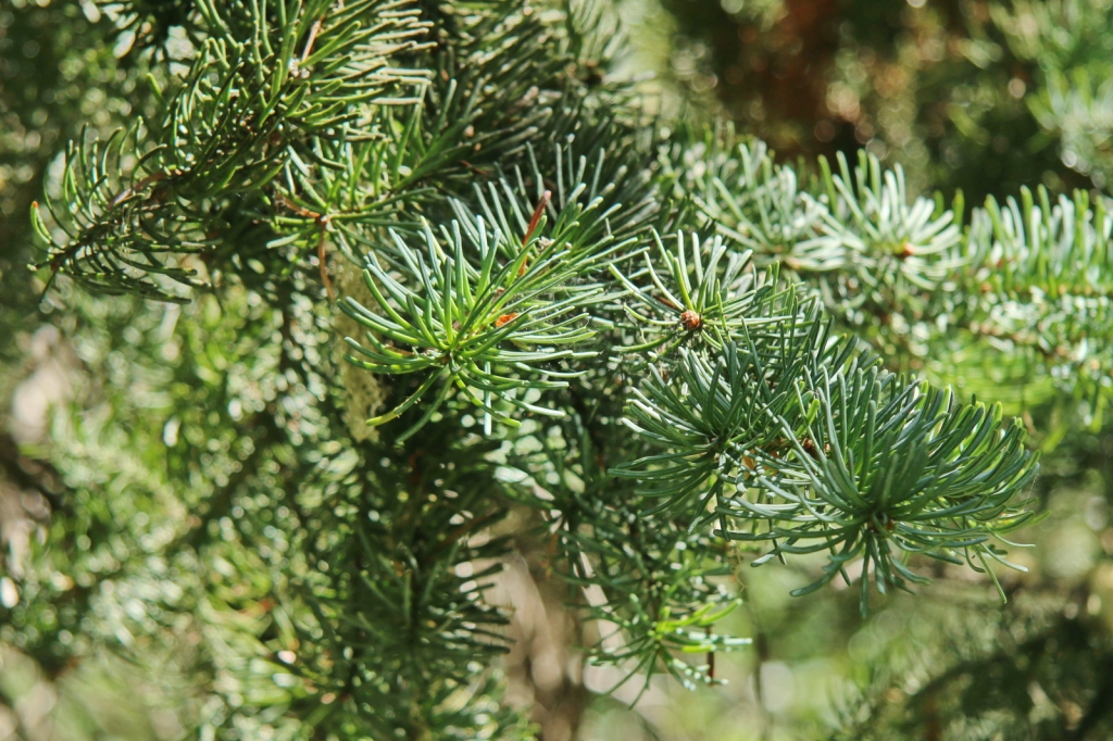 Abies amabilis