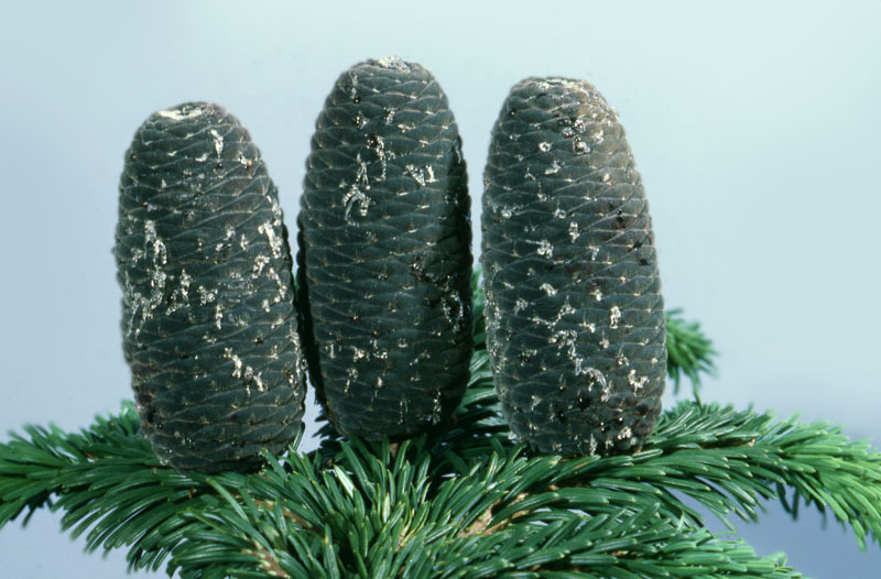 Abies amabilis