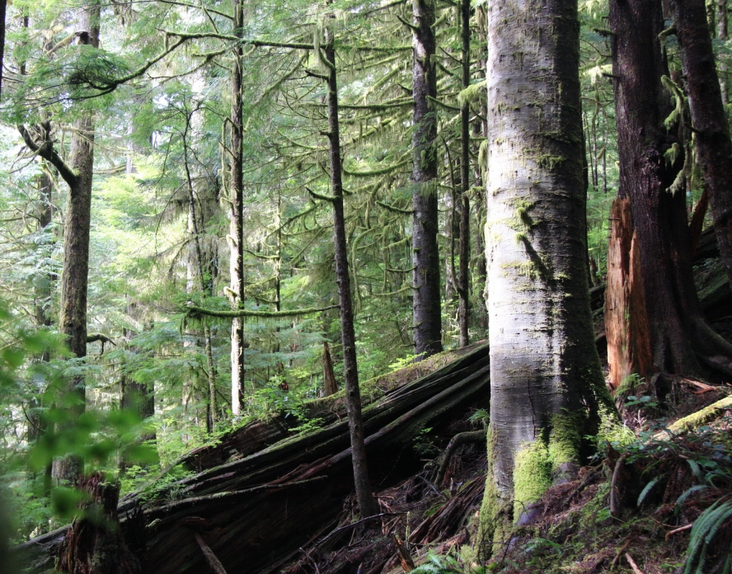 Abies amabilis