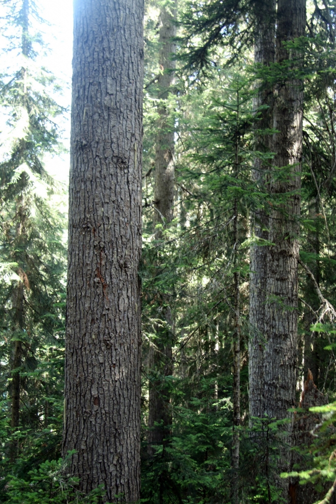 Abies amabilis