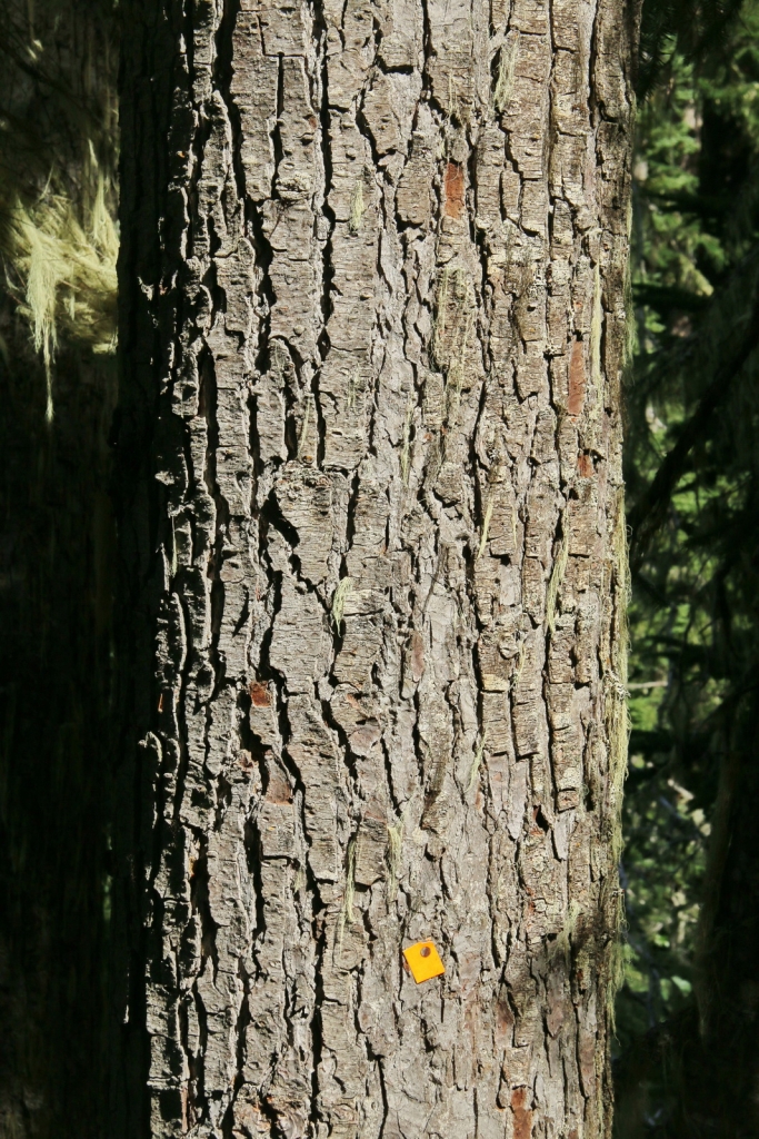 Abies amabilis