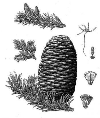 Abies amabilis