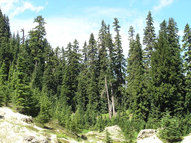 Abies amabilis